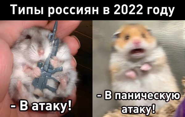Мемы с хомяками