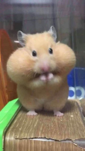 Хомячок Мем