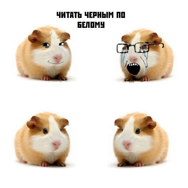 Морская Свинка и хомяк