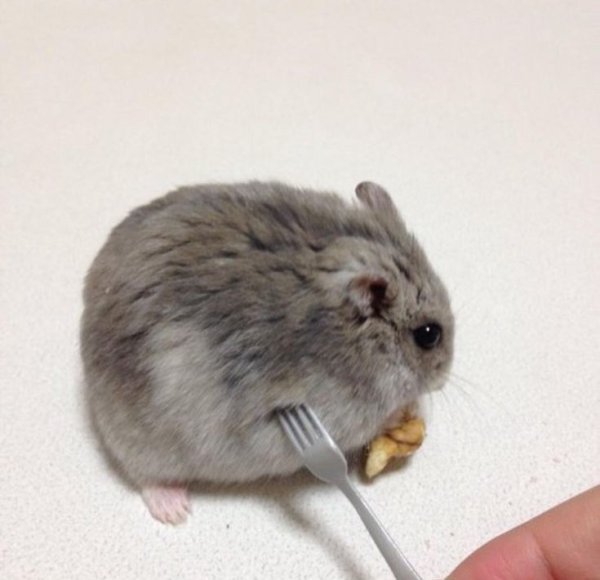 Хомяк с вилкой
