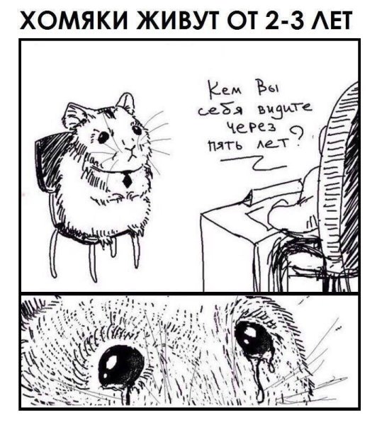 Комикс про хомяка