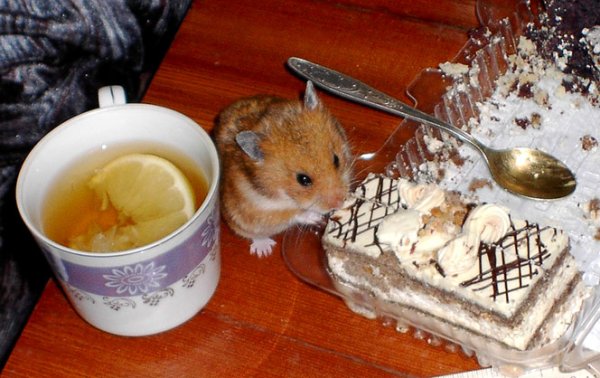 Что едят мыши