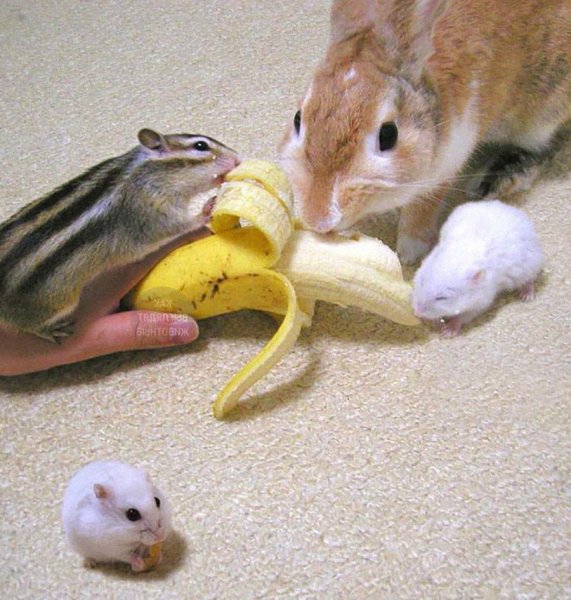 Хомяк смешной с бананом