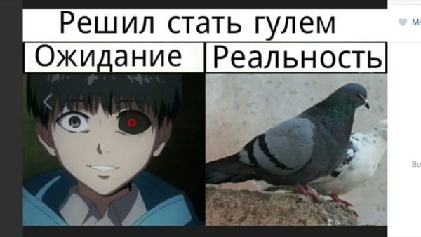 Гусь гуль Токийский