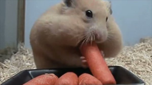 Хомяк ест морковь