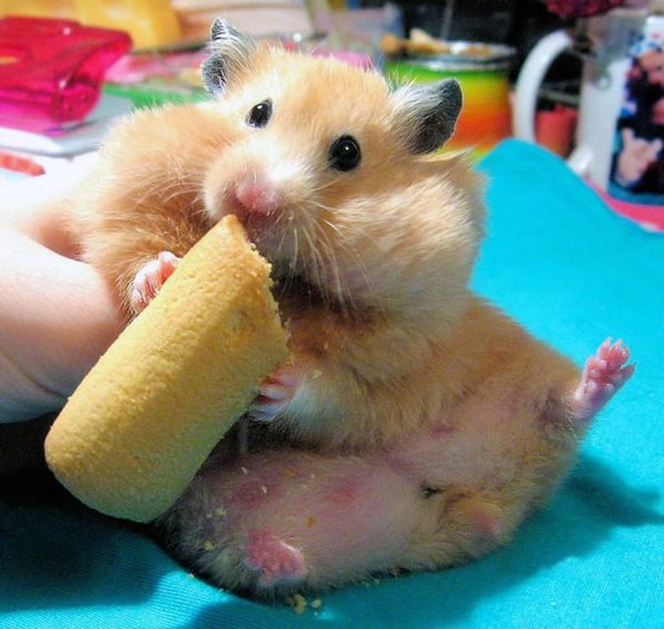 Жрущий хомяк