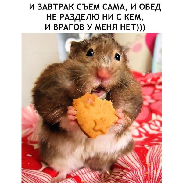 Хомяк Обжора