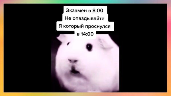 Морская Свинка Мем