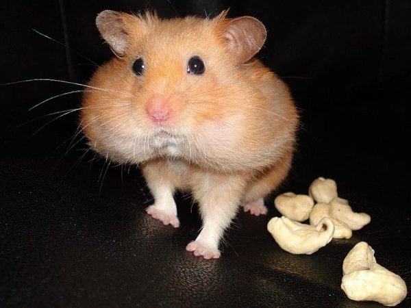 Хомяк с щеками