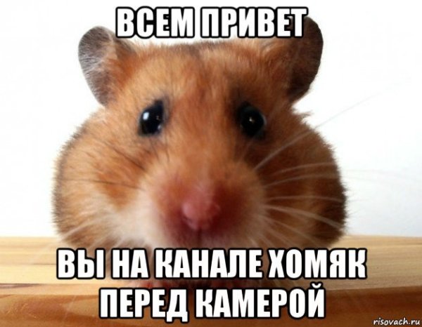 Хомячки мемы