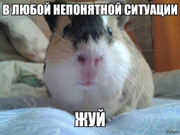 Морские свинки приколы