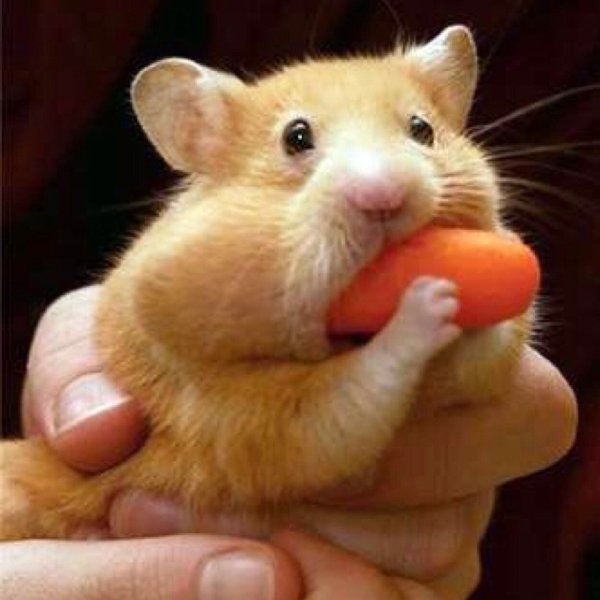 Хомяк щекастый