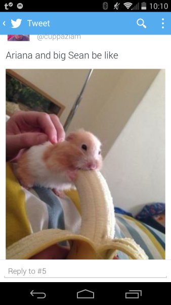 Хомяк ест банан