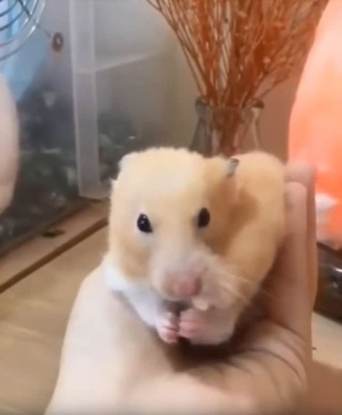 Хомяк ест банан