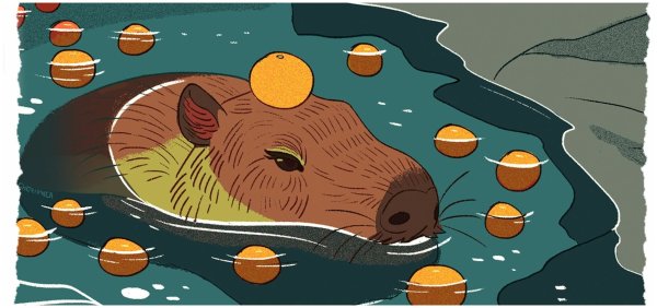 Капибара Эстетика