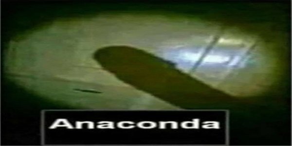 Anaconda Мем
