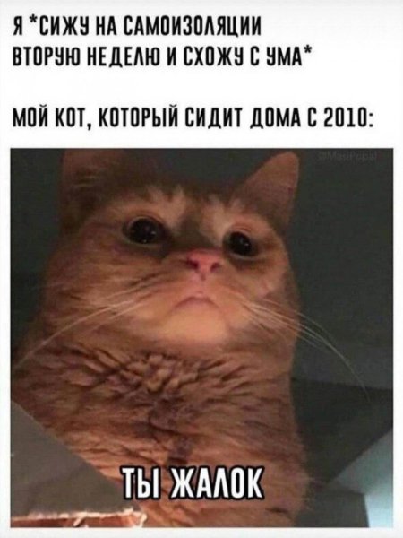 Мемы с котиками