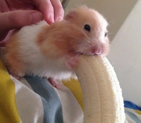 Хомяк и банан