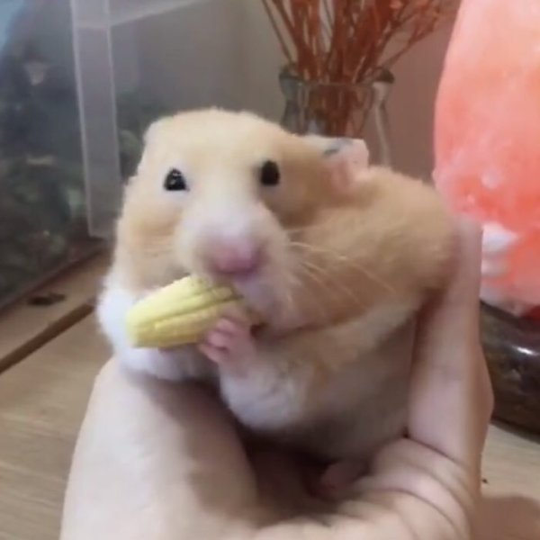 Хомяк с щеками