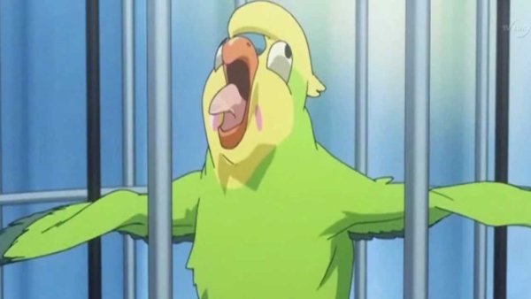 Волнистый попугай аниме