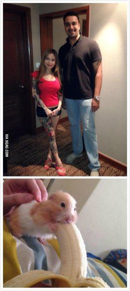 Маленький хомяк и банан