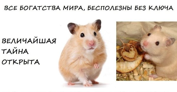 Хомячок Мем