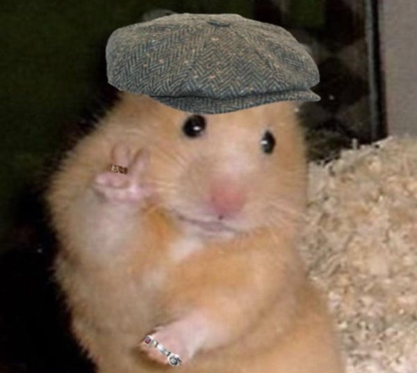 Смешные хомяки