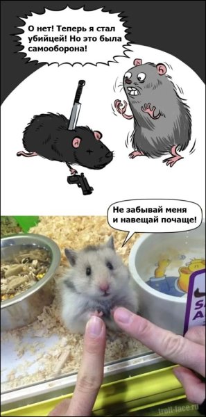Шутки про хомяка