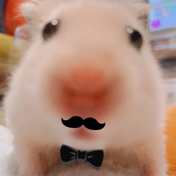 Смешные хомячки