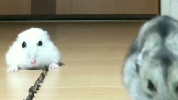 Серый хомячок