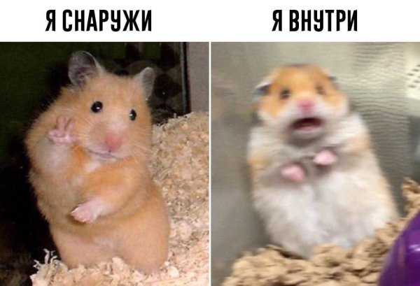 Мемы с хомяками
