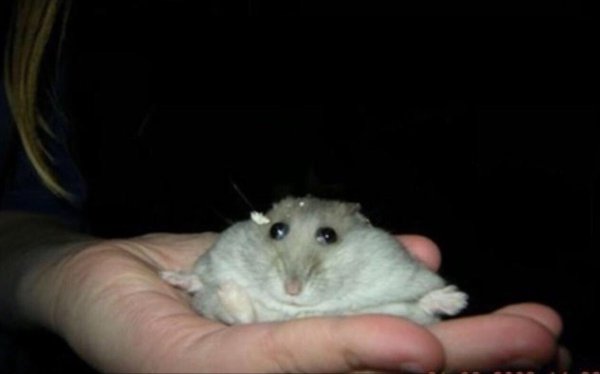 Мышь скрещенная с хомяком