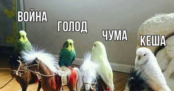 Три попугая Мем