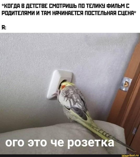 Попугай и розетка