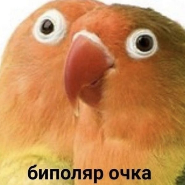 Попугай Мем