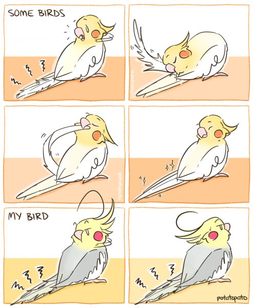 Попугай корелла комикс