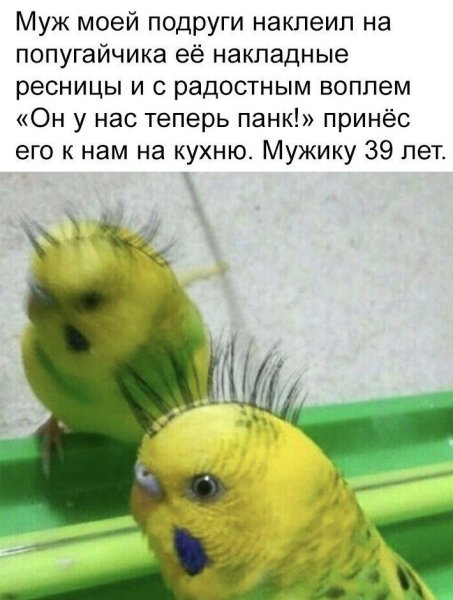 Попугай прикол