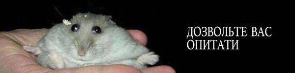 Хомяк джунгарик Мем