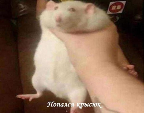Крыса в руке