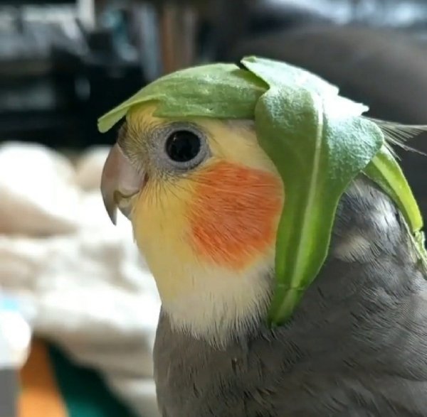 Попугай Мем