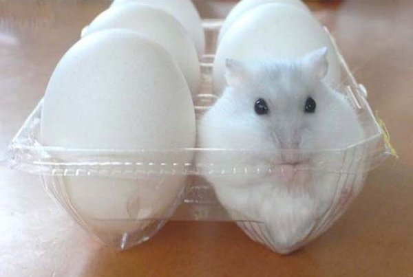 Смешные хомяки