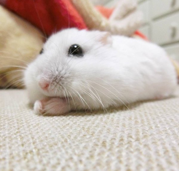 Обиженный хомяк