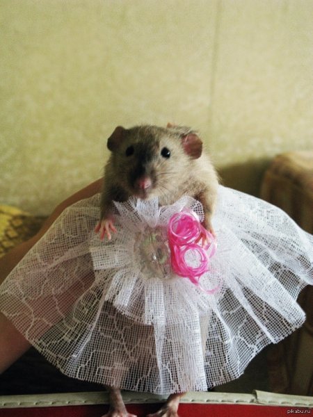 Нарядный хомяк