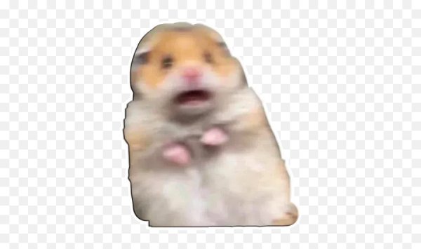 Хомяк испугался