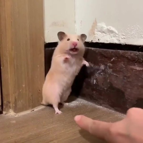 Хомяк испугался