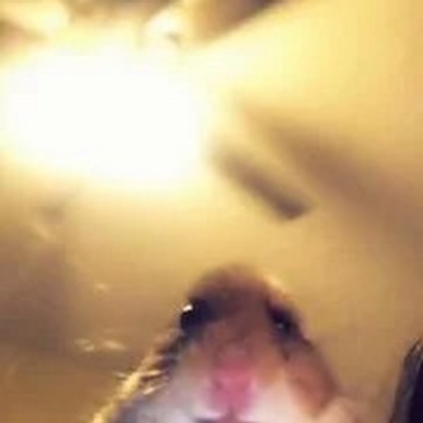 УГАРНЫЙ хомяк