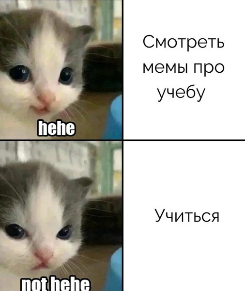 Мемы с котятами
