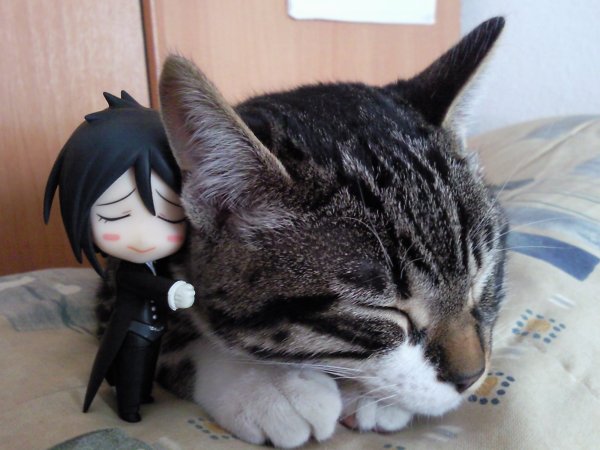 Коты и фигурки аниме