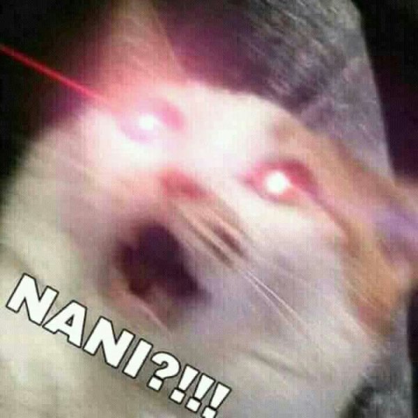 Кот со светящимися глазами