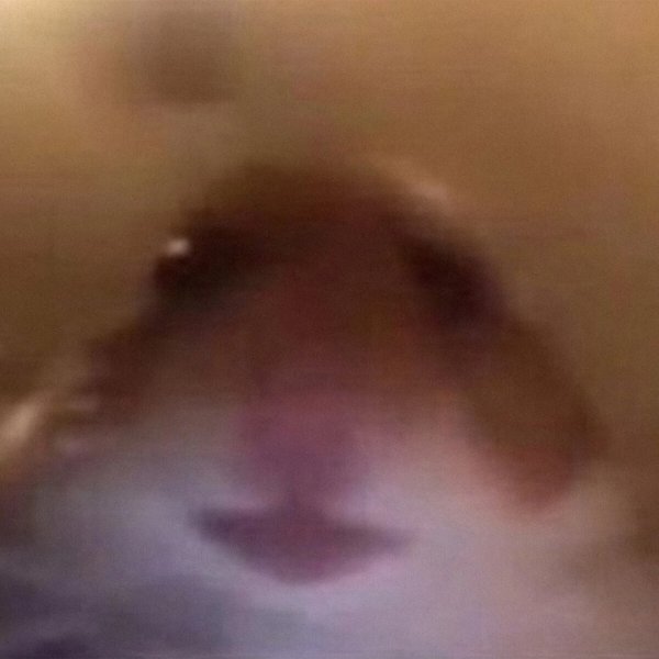Хомяк селфи